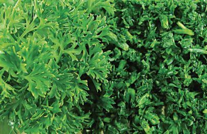 Herbs & Parsley
